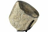 Polished Fossil Mosasaur Vertebra w/ Metal Stand - Texas #350985-2